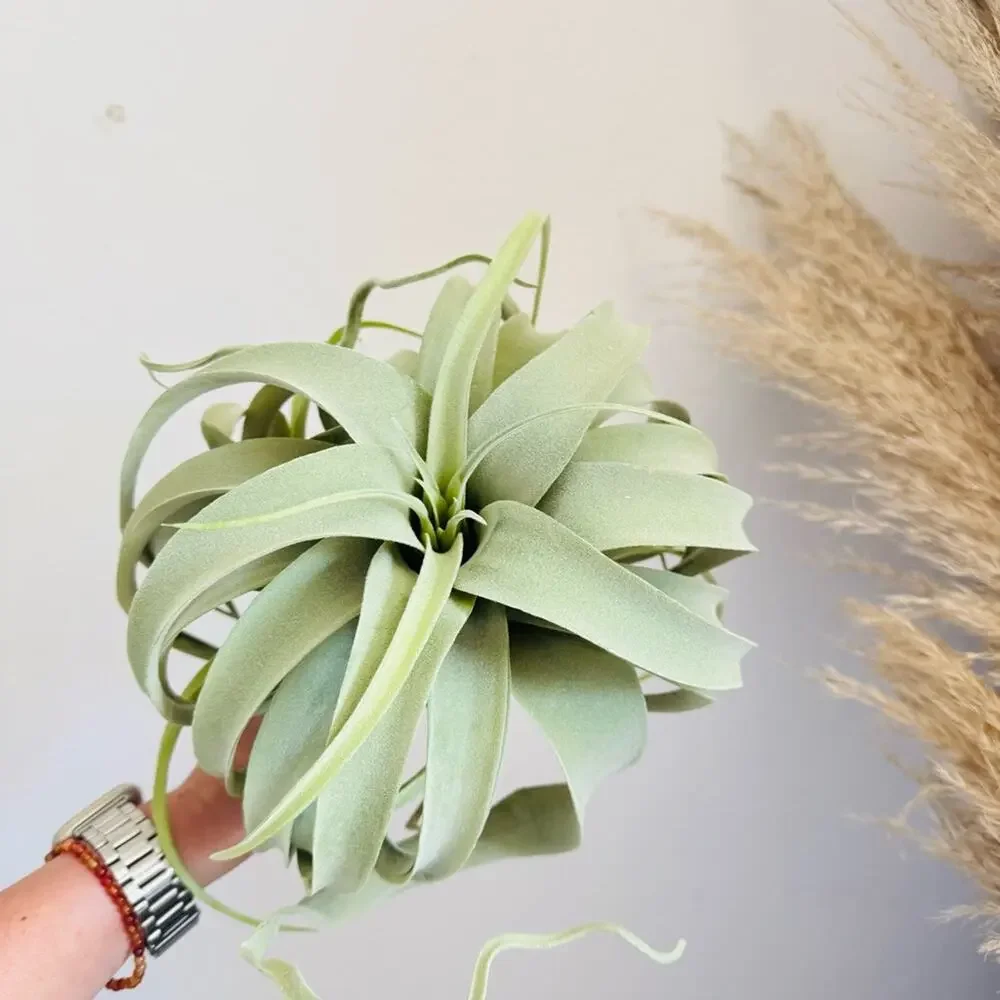 NEW POTTERY BARN Mint Green Faux Air Plant Tillandsia Tabletop Decor Display